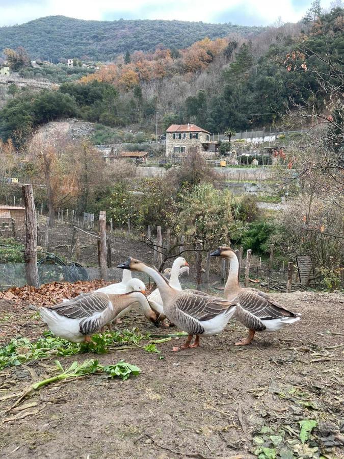 Agricamping Le Terrazze 호텔 오르코 펠리노 외부 사진