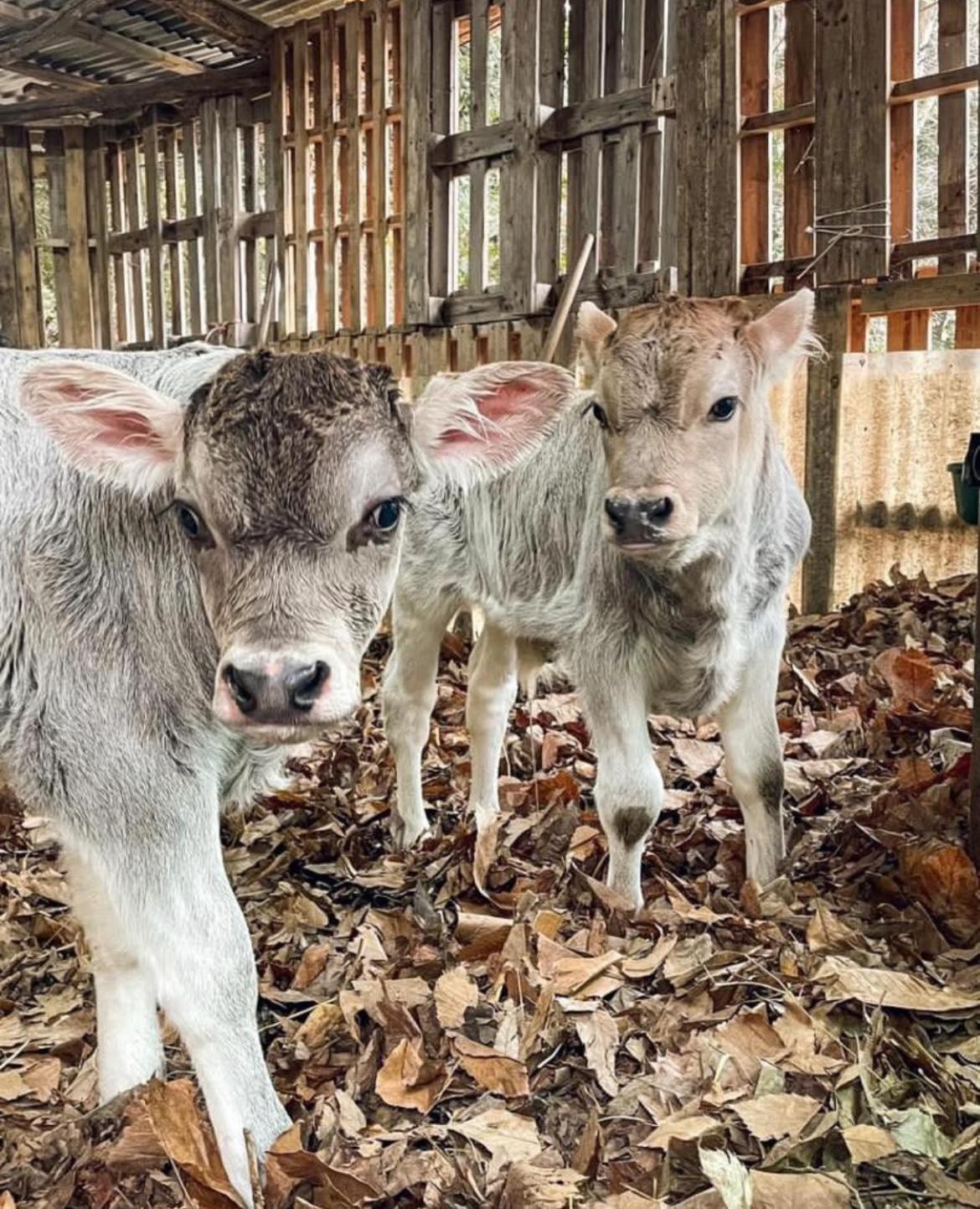 Agricamping Le Terrazze 호텔 오르코 펠리노 외부 사진